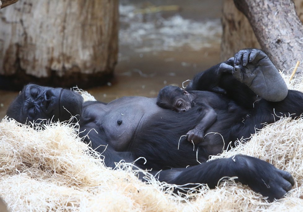 Genetické testy potvrdily, že gorilí sameček je kluk