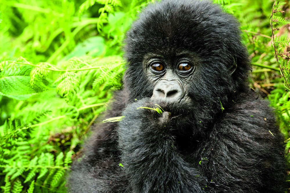 Gorily jsou zřejmě jediní čistě býložraví primáti