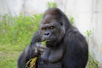 Sexy gorilák se stal svůdným hitem zoo, ženy mu prostě nedokážou odolat