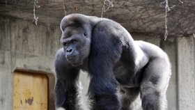 Gorilák je hitem japonské zoo.