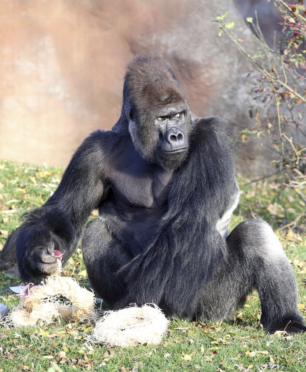 Gorily v pražské zoo čekají na nový pavilon, ohrožují je povodně.