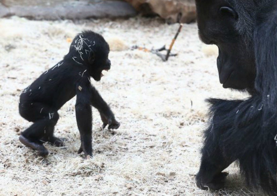 Letos porodila Shinda Richardovi své první vytoužené mládě – kluka Ajabu.