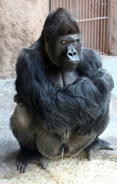 Gorily v pražské zoo čekají na nový pavilon, ohrožují je povodně.