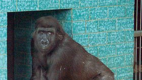 Gorila Shinda se zabydluje v nové expozici v královédvorské zoo