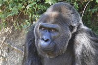 Zemřela nejstarší gorila (†63) v zoo: Královna Trudy ležela mrtvá v kleci