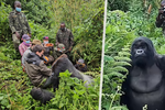 Zážitek na celý život ve rwandském safari: Obrovská gorila horská zapózovala turistům!