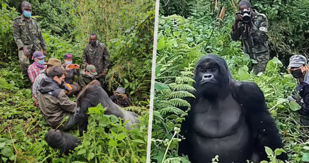 Zážitek na celý život ve rwandském safari: Obrovská gorila horská zapózovala turistům!