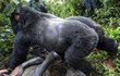 Gorilák těsně poté, co dal fotografovi pravý hák. Muž měl štěstí, že ho 210 kg naštvaný samec nezabil.