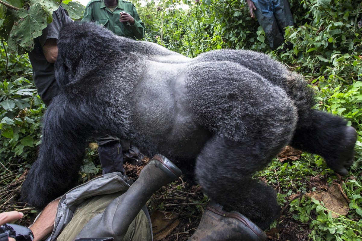 Gorilák těsně poté, co dal fotografovi pravý hák. Muž měl štěstí, že ho 210 kg naštvaný samec nezabil.