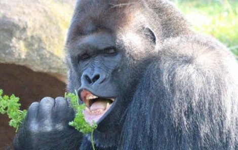 „Snímek gorily ze světoznámé zoo se stal virálním poté, co amatérská fotografka zachytila masivního savce, který zvlnil rty jako Elvis Presley,“ napsala americká zpravodajská stanice Fox News.