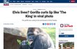 „Snímek gorily ze světoznámé zoo se stal virálním poté, co amatérská fotografka zachytila masivního savce, který zvlnil rty jako Elvis Presley,“ napsala americká zpravodajská stanice Fox News.
