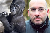 Byla to moje nejtěžší chvíle! Ředitel pražské zoo promluvil o smrti gorilího samce Tatu