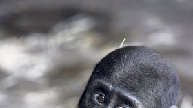 Gorilí sameček Tatu