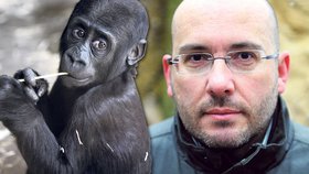 Ředitel zoo Miroslav Bobek bnese smrt gorilího samce těžce.