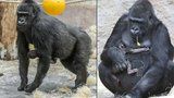 Gorilí mládě se jí musí držet samo: Tvrdá výchova od mámy Shindy