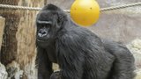 Gorilí rodina v Zoo Praha se opět rozrostla! Poznáte všechny její gorilí členy?