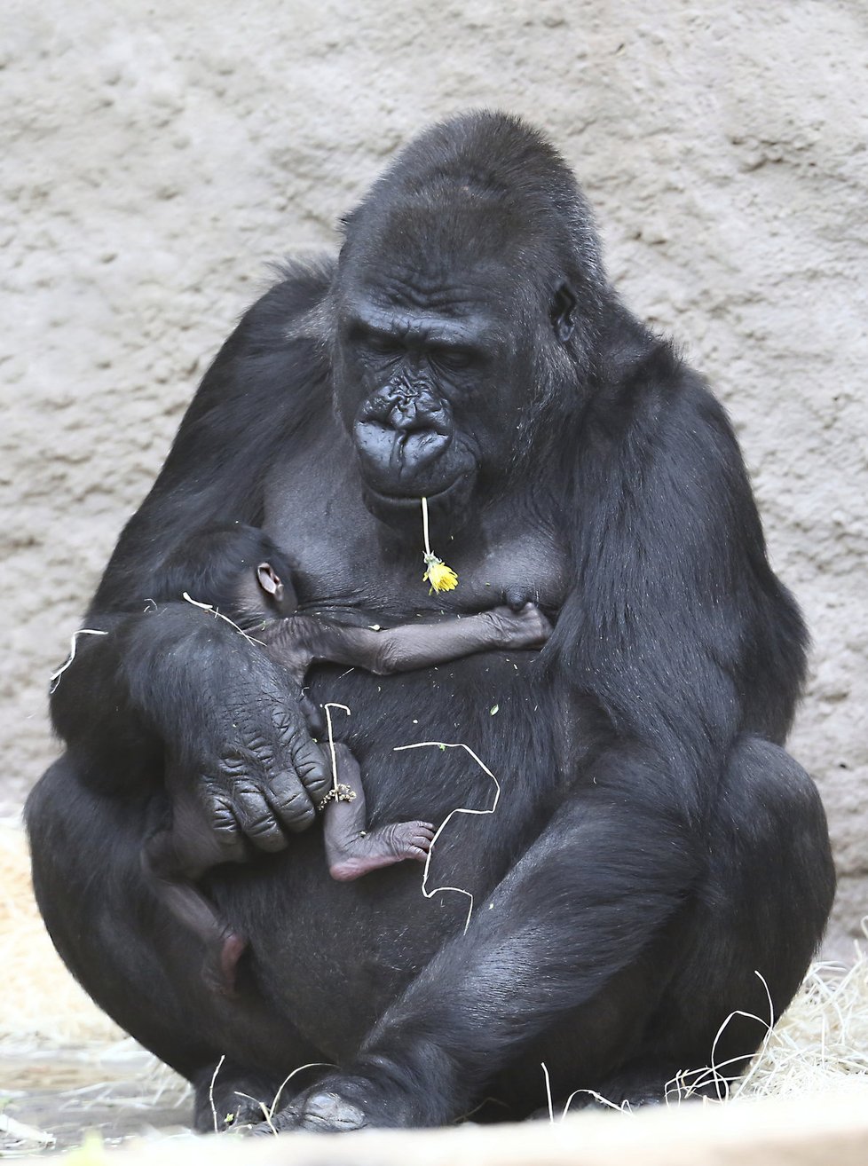 Gorilí novorozenec je po mamince velký jedlík.