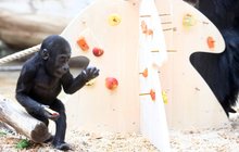 Vánoce v pražské zoo: Opičák Nuru slavil jeden rok