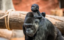 Gorilka Mobi v Zoo Praha dělá pokroky: Vidím sváču, kapitáne!