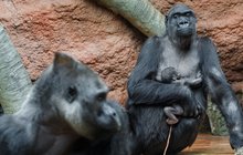 Sláva v pražské zoo: Další mládě v gorilí rodince