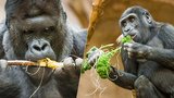 FOTO: Plná bříška pražských goril. Lidé je pozvali na mlsání za šest milionů korun