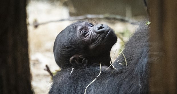 Gorila Kijivu porodila porodila mládě. V pátek jej Zoo Praha poprvé představila zrakům veřejnosti. (12. duben 2024)