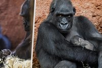 Zoo Praha: Gorilí táta ostře chrání mládě! Zasloužilá matka Kijivu po porodu kojí a nabírá síly