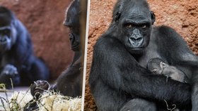 Gorila Kijivu porodila své páté mládě: Byla to akce zkušené matky, říká ředitel zoo Bobek