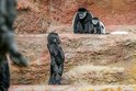Gorilky v Zoo Praha navštěvují guerézy: Dobrý den, mohl by si jít malý hrát?