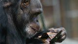 Neukáznění milovníci zvířat v Česku:  Do zoo přináší smrt!