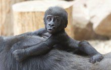 Gorilí prcek z pražské zoo roste jako z vody!