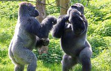 Gorilí box aneb neznám bratra!
