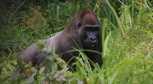 Návštěva u lidoopů: Šimpanzi a gorily přežívají v pralese