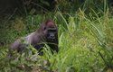 Gorily jsou přes svou sílu a velikost mírumilovné