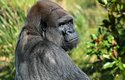 Gorily jsou přes svou sílu a velikost mírumilovné