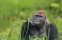 Gorily jsou typičtí býložravci, živí se listím, výhonky a ovocem
