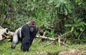 Skupinu goril vede dospělý stříbrohřbetý samec