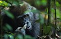 Vidět v zoo gorilu, jak se šťourá v nose, není nic vzácného