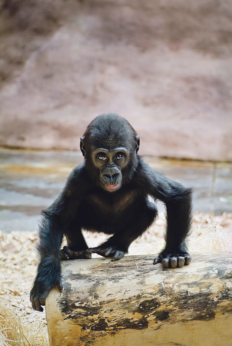 Malá Moja v pražské zoo.