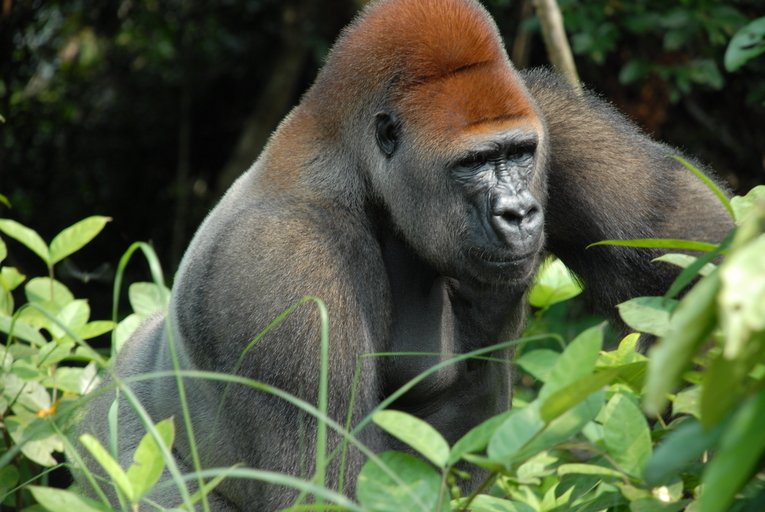 Gorila patří k ohroženým druhům