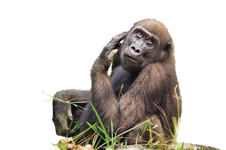 Gorily jsou typičtí býložravci, živí se listím, výhonky a ovocem