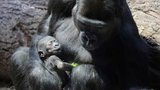V Zoo Praha mají jasno: Vnoučátko legendární Moji je holka! Kdo je kdo v slavném gorilím rodu?