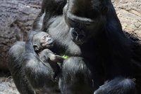 V Zoo Praha mají jasno: Vnoučátko legendární Mojy je holka! Kdo je kdo v slavném gorilím rodu?