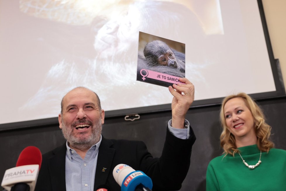 Ředitel zoo Miroslav Bobek novinářům oznamuje pohlaví gorilího mláděte.
