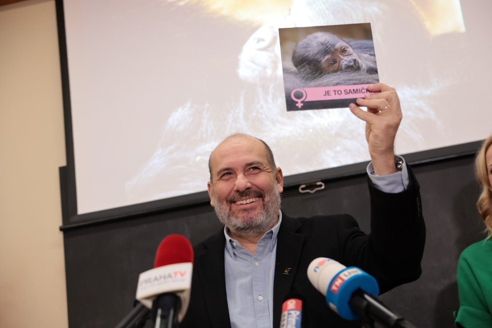 Ředitel zoo Miroslav Bobek novinářům oznamuje pohlaví gorilího mláděte.