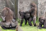 Kámasútra v zoo: Gorilí mláďata střídají pózy jako ostřílení pornoherci.