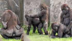 Kámasútra v zoo: Gorilí mláďata střídají pózy jako ostřílení pornoherci.