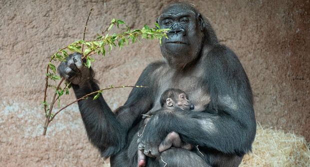 Dvě mláďata v pražské tlupě: Podobně malé gorily budou poprvé vyrůstat společně