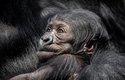 Duni už mnohem častěji dovoluje ostatním gorilám, aby se k mláděti přiblížily