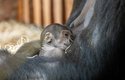 Pohlaví novorozeného gorilího mláděte je zatím neznámé